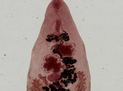 Dicrocoelium dendriticum