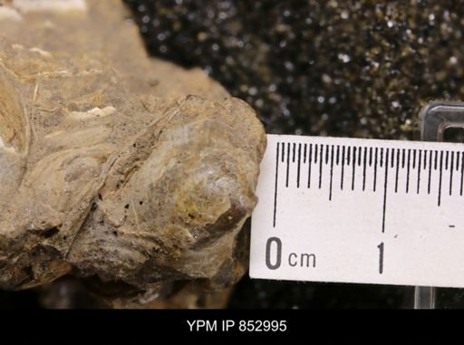 Inoceramus sp.
