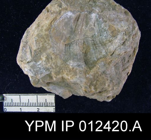Spirifer triplicatus