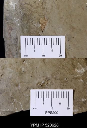 undet. Eocrinoidea