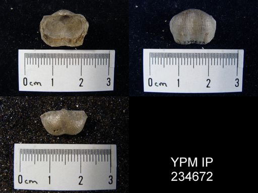 Marginifera splendens