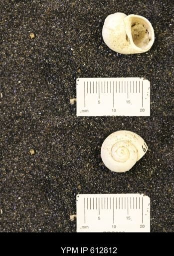 Vanikoropsis sp.