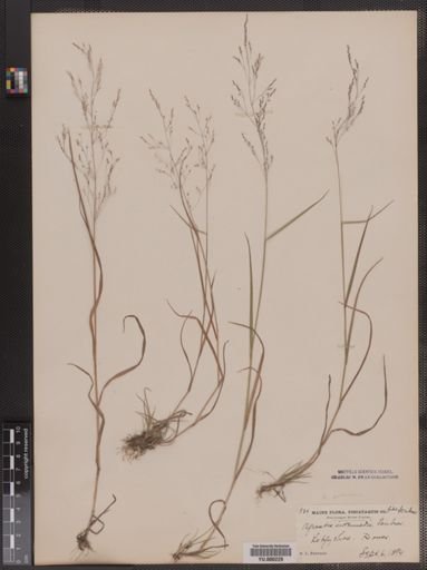 Agrostis perennans