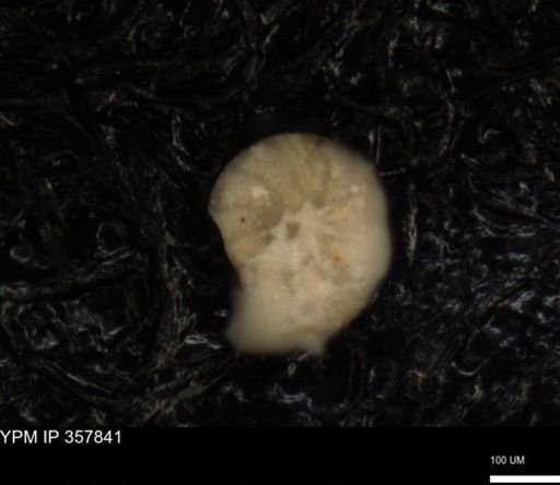 undet. Foraminiferida