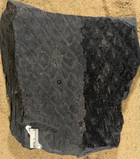 Lepidodendron sp.
