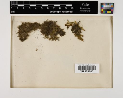 Plantae