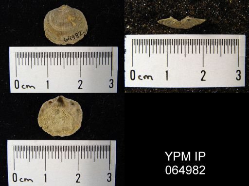 Mendacella cliftonensis