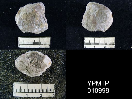 Geyerella americana