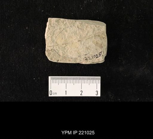 Etoblattina