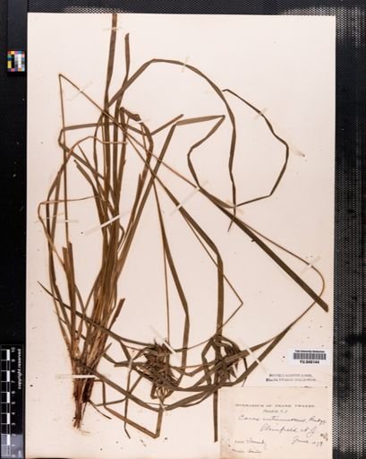 Carex intumescens