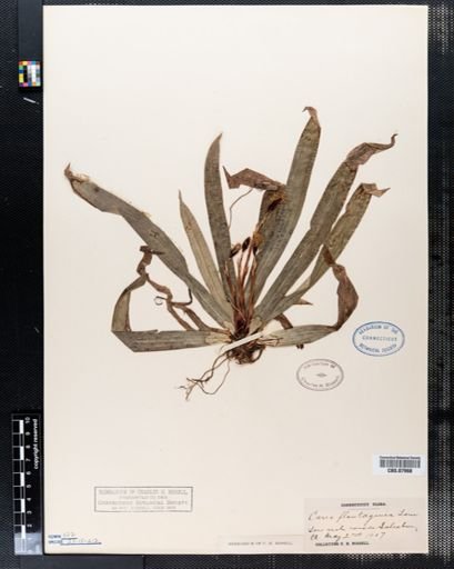 Carex plantaginea
