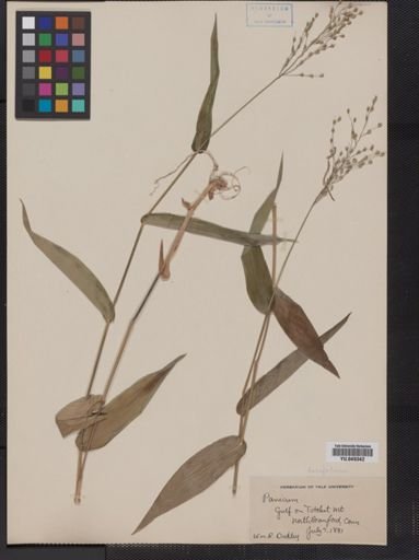 Panicum latifolium