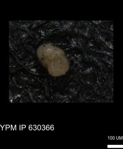 undet. Foraminiferida