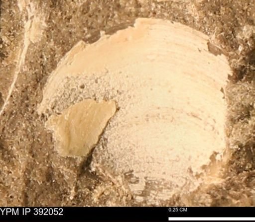 Protocardia sp.