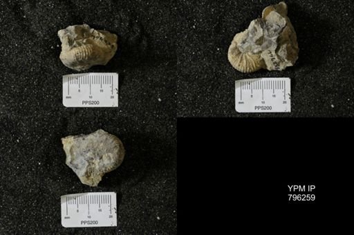 Scaphites