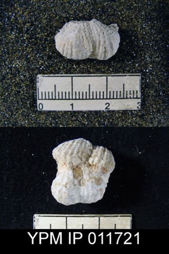 Marginifera reticulata