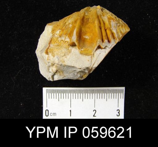 Spirifer hemicyclus