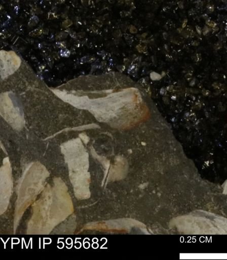 Protocardia sp.