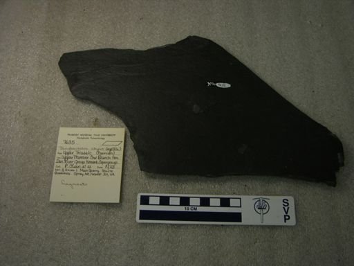 Tanytrachelos ahynis