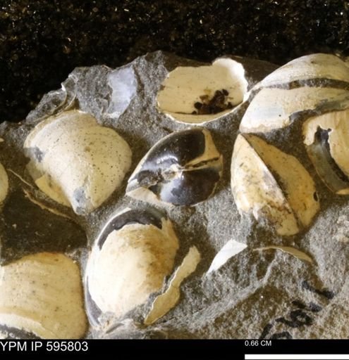 Protocardia sp.
