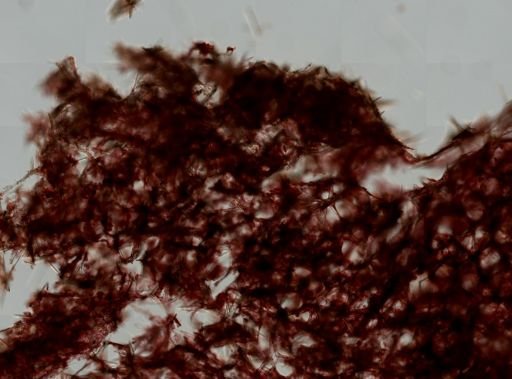 Iophon sp.