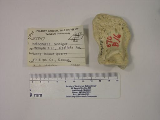 Teleoceras fossiger