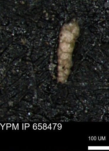 Verneuilinoides kansasensis