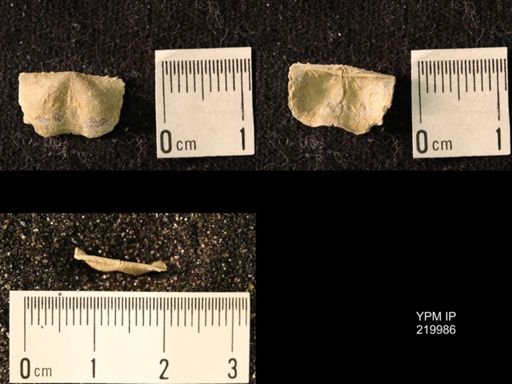 Chonetes sp.