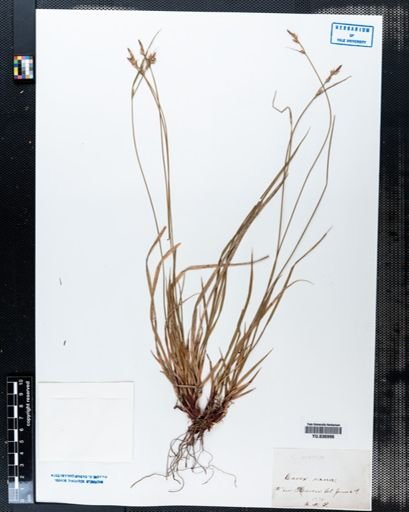 Carex varia