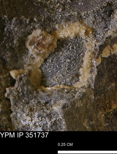 undet. Bivalvia