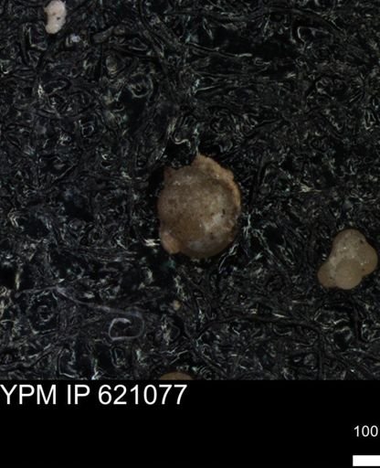 undet. Foraminiferida
