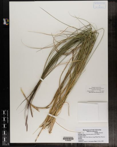 Spartina patens