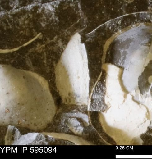 Protocardia sp.