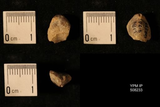 Dielasma aff. prolongatum
