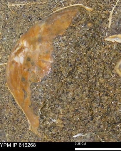 Protocardia subquadrata