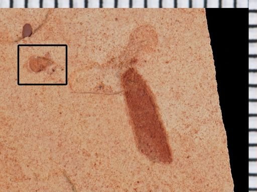 undet. Insecta