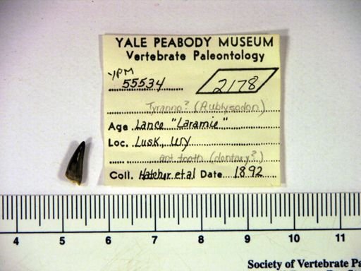 Aublysodon?