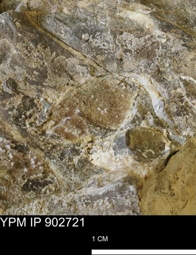 Baculites sp.