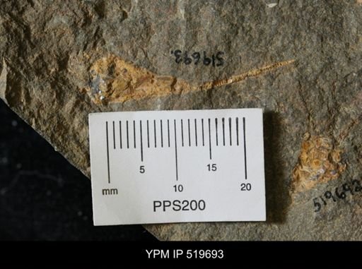 undet. Eocrinoidea