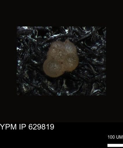 undet. Foraminiferida