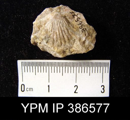 Rhynchotrema?