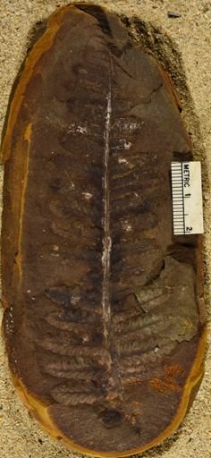 Pecopteris