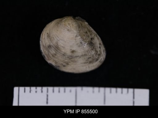 Limopsis striatopunctatus