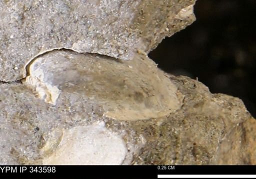 undet. Bivalvia