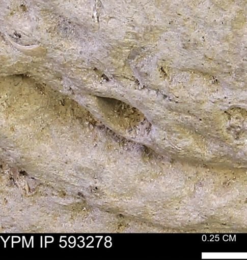 undet. Bivalvia