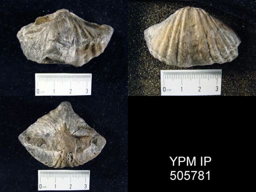 Spirifer arrectus