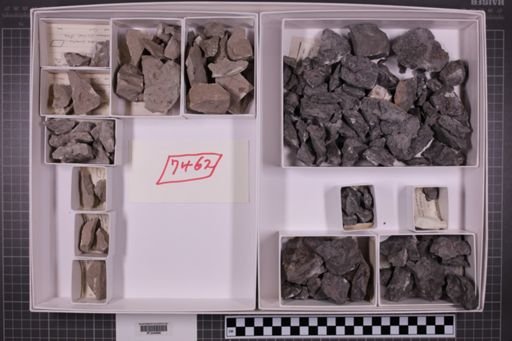 mixed taxa, stratigraphic collection