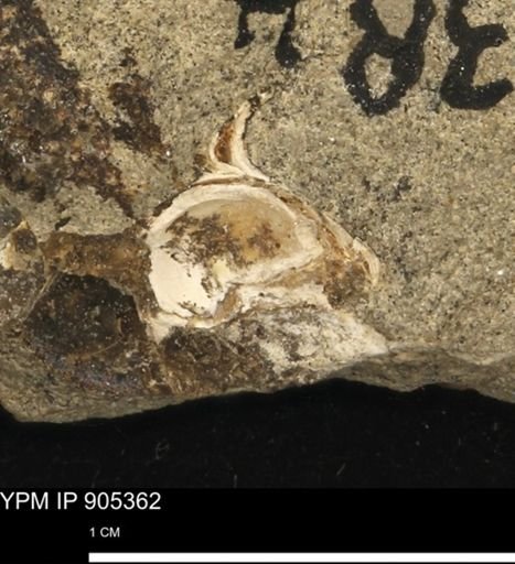 undet. Gastropoda