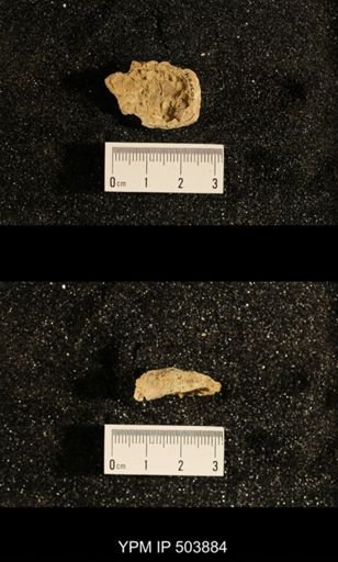Astartella concentrica