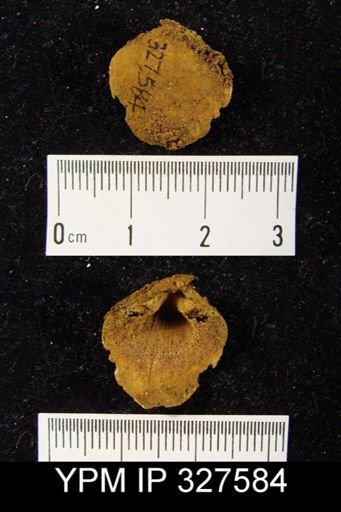 Eurythyris sp.